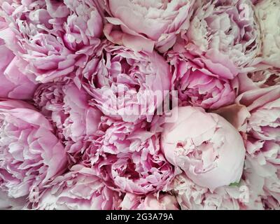 Bel bouquet grande di peonie rosa pastello primo piano Foto Stock