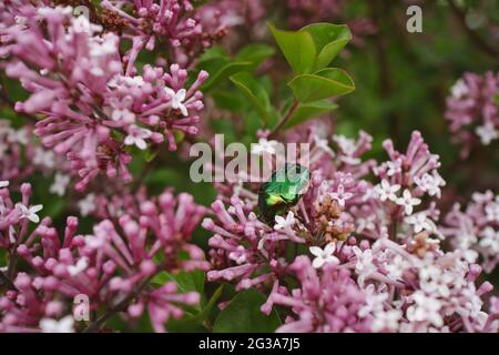 Green Rose Chafer Pollinates Lilac comune nel giardino. Il Beetle metallico chiamato Cetonia Aurata raccoglie Pollen da Pinky Syringa vulgaris. Foto Stock