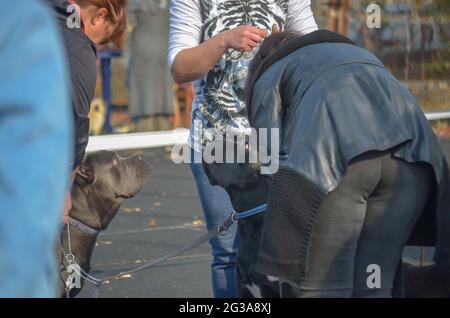 Le donne mettono collari su animali neri e grigi all'esterno. Cani dell'antica razza cane corso italiana. Il gestore è in piedi nelle vicinanze. Preparazione per il comp Foto Stock