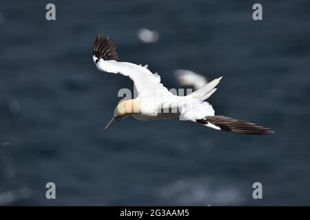 Northern Gannet Morus Bassanus in volo a RSPB Troup Head, Aberdeenshire. Scozia Foto Stock