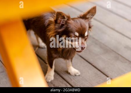 Chihuahua di cioccolato stanco in piedi sotto il tavolo di legno Foto Stock