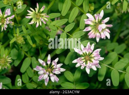 Crown Vetch - Securigera varia, una vite a basso tenore di legume originaria dell'Africa, dell'Asia e dell'Europa Foto Stock