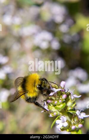 Un primo piano di un'ape bumble che succhia il nettare dolce dal timo bianco in una bella mattina di estati Foto Stock