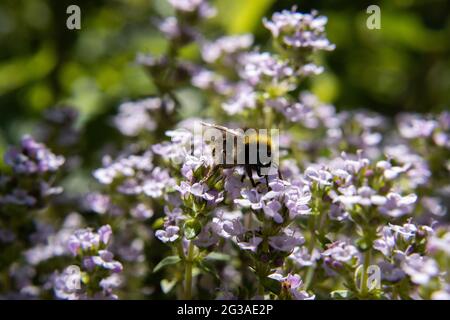 Un primo piano di un'ape bumble che succhia il nettare dolce dal timo bianco in una bella mattina di estati Foto Stock