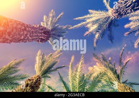 Palme contro il cielo al tramonto. Natura tropicale sfondo. Vista dal basso di Palm Trees Foto Stock