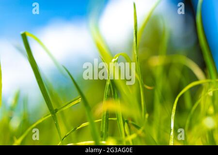 Estate erba fresca in giardino, giorno di sole, sfondo natura Foto Stock