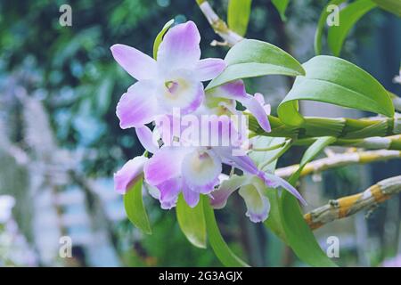 Orchidee viola e bianche e altre piante da casa in pentole in negozio di giardino. Orchidee vendute in casa verde. Foto Stock