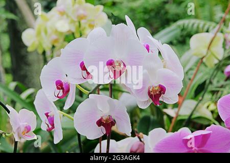 Orchidee viola e bianche e altre piante da casa in pentole in negozio di giardino. Le orchidee crescono in casa verde. Foto Stock