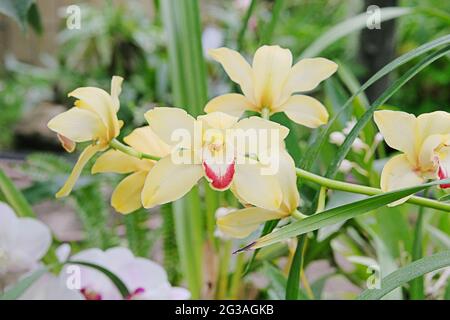Orchidee gialle ed altre piante domestiche in pentole in negozio di giardino. Le orchidee crescono in casa verde. Foto Stock