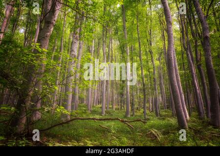 Il sole attraversa rami di alberi spessi in fitta foresta verde Foto Stock