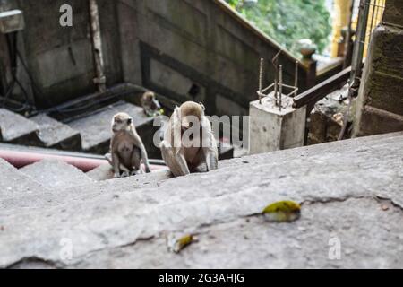 Scimmie macaco su gradini di scale nel tempio Foto Stock