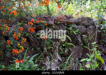 Strada lato bambù e recinzione in pietra con fiore arancione fiorito e felci. Foto Stock