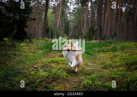 Cane che tiene un bastone nella foresta. Foto Stock