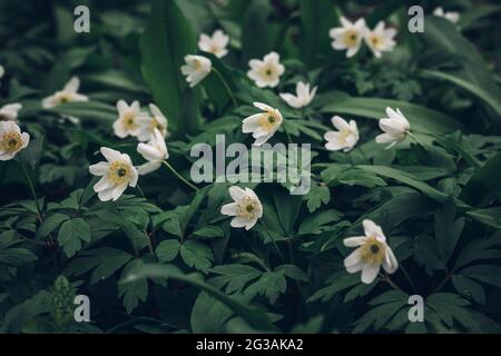 I fiori bianchi di Anemonoides nemorosa emergono dal verde del mare nella zona intorno al fiume Odra nella Repubblica Ceca. Primavera fiori thimbleweed dentro Foto Stock