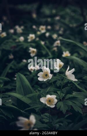 I fiori bianchi di Anemonoides nemorosa emergono dal verde del mare nella zona intorno al fiume Odra nella Repubblica Ceca. Primavera fiori thimbleweed dentro Foto Stock