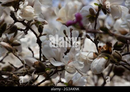 Ramo con fiori bianchi di una magnolia di Kobushi, chiamata anche Magnolia kobus Foto Stock