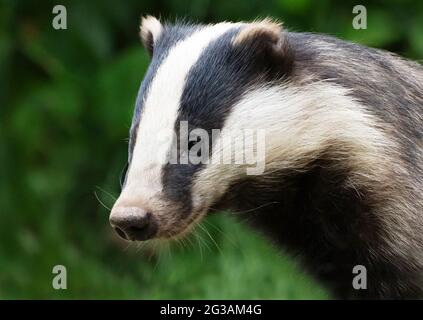 Primo piano ritratto di un adulto europeo Badger (Meles meles), Warwickshire Foto Stock