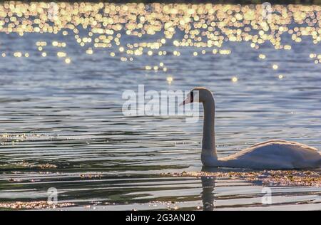 Cigni bianchi con piccoli cigni sul lago Foto Stock