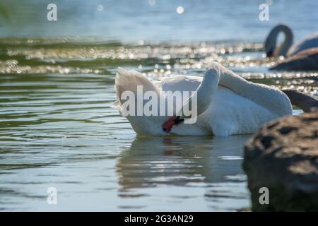 Cigni bianchi con piccoli cigni sul lago Foto Stock
