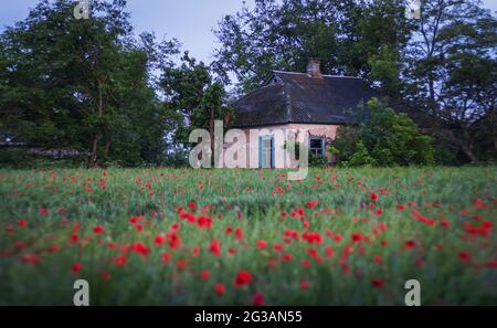 vecchia casa abbandonata nel mezzo di un campo con papaveri rossi Foto Stock