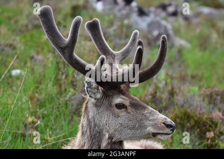 Red Deer stag Callum mostra palchi ricoperti di velluto a Torridon Scozia Foto Stock