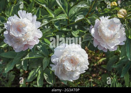 Splendide doppie tonalità bianche con una delicata tinta rosa. Foto Stock