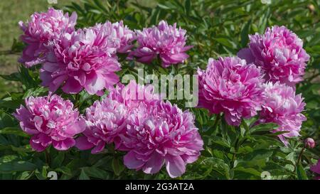 Incredibili peonie erbacee Blue Rose con una delicata tonalità viola. Si tratta di una pianta perenne con fiori grandi e doppi combinati con un'indescrivibile Foto Stock