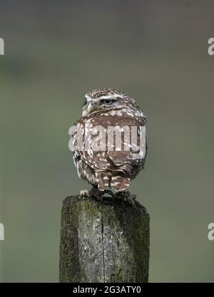 Gufo piccolo, Athene noctua, seduto su un palo di legno, Regno Unito Foto Stock