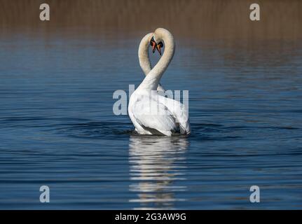 Mute Swans, Cygnus olor, corteggiamento, Lancashire, Regno Unito Foto Stock