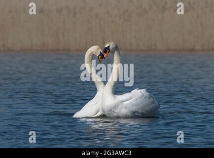 Mute Swans, Cygnus olor, corteggiamento, Lancashire, Regno Unito Foto Stock