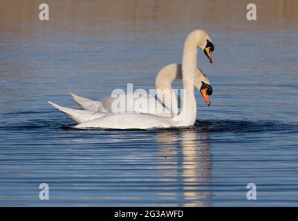 Mute Swans, Cygnus olor, corteggiamento, Lancashire, Regno Unito Foto Stock