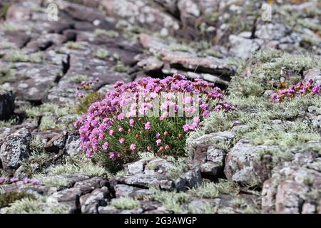 Fiori di Proft (Armeria maritima), che crescono a fianco di Sea Ivory Lichen (Ramalina siliquosa), Regno Unito Foto Stock