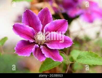 Fiore di cuoio , Clematis ibrido primo piano in fiore nel giardino Foto Stock