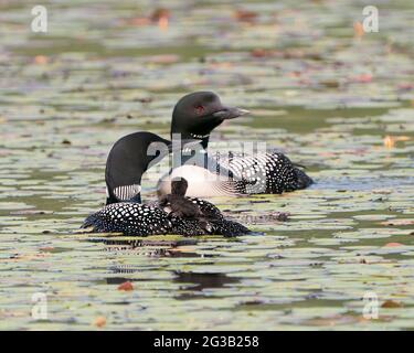 Loon comune e pulcino bambino loon cavalcare sulla schiena del genitore e celebrare la nuova vita con le cialde di ninfea nel loro ambiente e habitat circostante Foto Stock