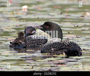 Loon comune e pulcino bambino loon cavalcare sulla schiena del genitore e celebrare la nuova vita con le cialde di ninfea nel loro ambiente e habitat circostante Foto Stock