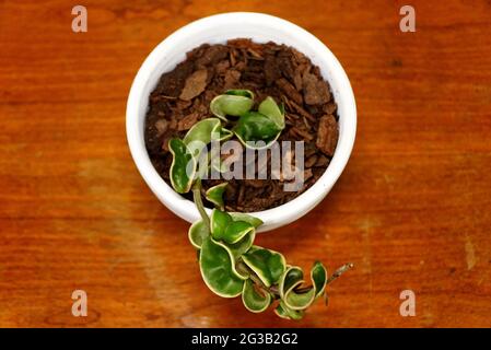 Una pianta di corda indù variegata all'interno di una pentola bianca, con il nome scientifico Hoya Carnosa Foto Stock