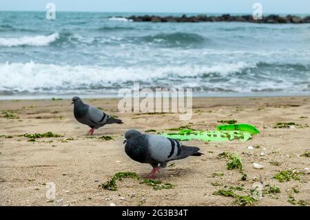 due piccioni che camminano sulla spiaggia e una lettiera di plastica verde. inquinamento ambientale e animali. inquinamento sulla spiaggia e gli animali da essa colpiti. Foto Stock