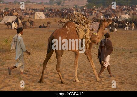 Mandria di cammelli che arriva alla fiera annuale di Pushkar in Rajasthan, India. Foto Stock