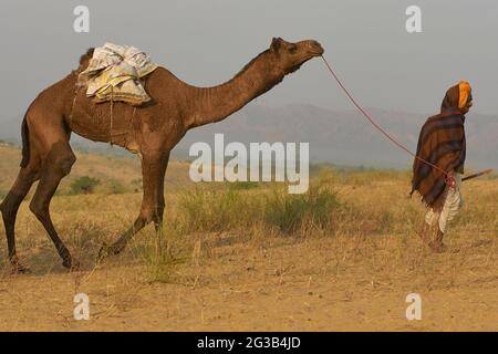 Mandria di cammelli che arriva alla fiera annuale di Pushkar in Rajasthan, India. Foto Stock