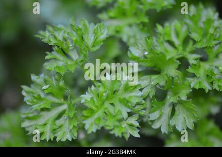 petroselinum crispum, saftig grüne Petersilie im Hochbarbabietola wachsend Foto Stock