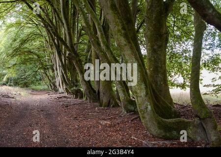 Un sentiero lungo un bel viale di faggio vicino a Chilgrove, South Downs National Park, West Sussex, Inghilterra, Regno Unito Foto Stock