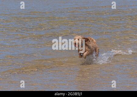 Un cane Cockapoo che esce dal mare con una palla in bocca. Foto Stock