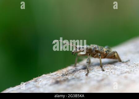 Longhorn Beetle Cermabycidae Rhagium sycophanta su legno Foto Stock