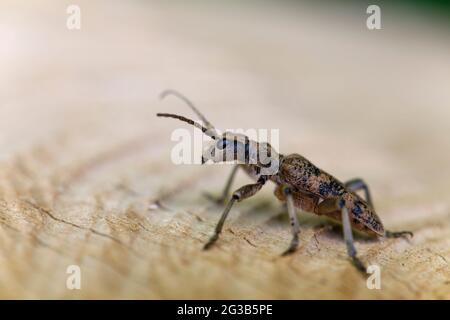 Longhorn Beetle Cermabycidae Rhagium sycophanta su legno Foto Stock