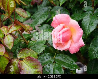 Un ritratto in primo piano di una bella rosa di salmone contro la crescita di nuove foglie di rosa Foto Stock