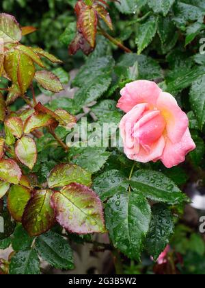 Un ritratto in primo piano di una bella rosa di salmone contro la crescita di nuove foglie di rosa Foto Stock