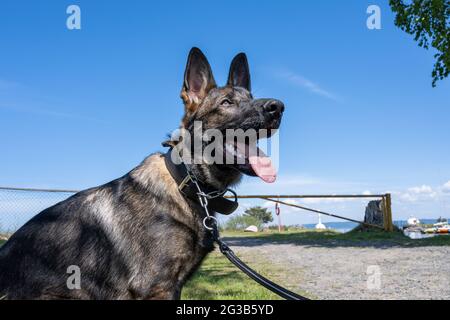 Un ritratto di cane di un felice cucciolo di Pastore tedesco di sei mesi. Linea di lavoro razza. Cielo blu sullo sfondo Foto Stock