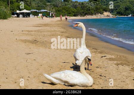 Cigni sulla spiaggia vicino al mare, spiaggia di Kolios, Isola di Skiathos, Grecia Foto Stock