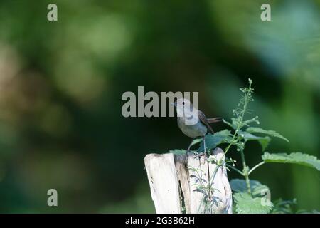 Nightingale Luscinia megarhynchos in sottobosco vicino al suo nido Foto Stock