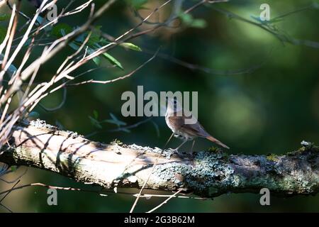 Nightingale Luscinia megarhynchos in sottobosco vicino al suo nido Foto Stock